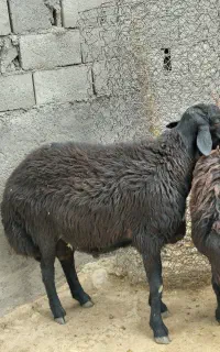 یک راس قوچ قزل افشار و یک راس قوچ افشار