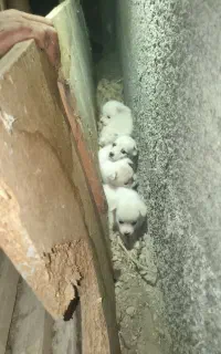 واگذاری سگ نژاد دار