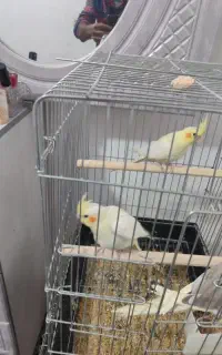 جوجه وعروس هلندی