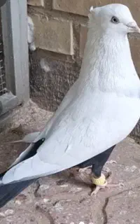 کبوتر دمسیاه نر