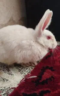 خرگوش