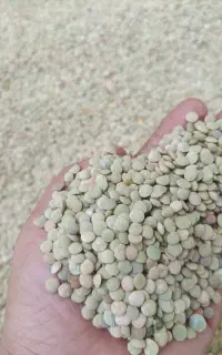 عدس تازه