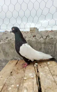 کبوتر سینه سیاه نر و کله ماستی ماده