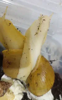 حلزون و خاویار حلزون