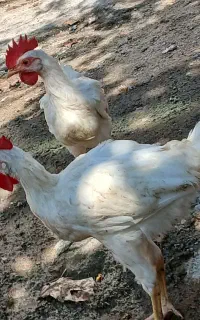 خروس