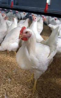 درخواست کارگر مرغداری