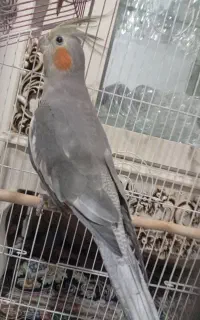 عروس هلندی سه ماهه