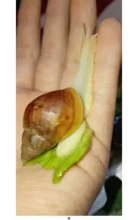 حلزون اچاتینا