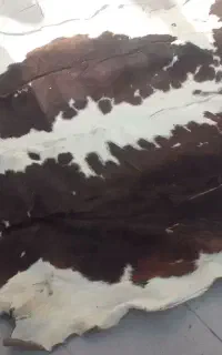 پوست گاو