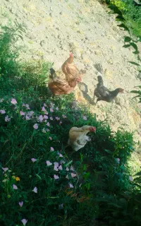 مرغ محلی