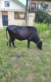 گاو چالوسی ۸ ماه حامله