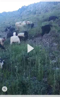 ۲۰رس‌بزنربفروش‌میرسد