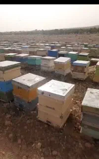 ۴۰۰زنبور در بوانات  نژاد خوب