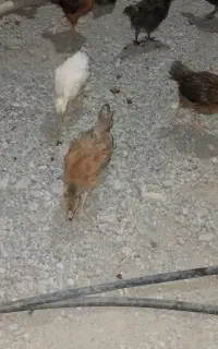 جوجه محلی
