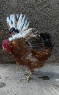 خروس گلین لری اصل جوان تازه بالغ