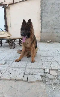 ژرمن ۲ ساله