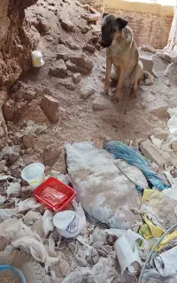 سگ فروشی