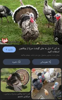 مرغ و بوقلمون
