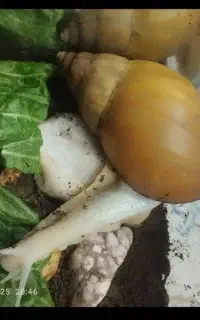 حلزون آلبینو بزرگ