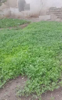 نهال .شتیل گوجه