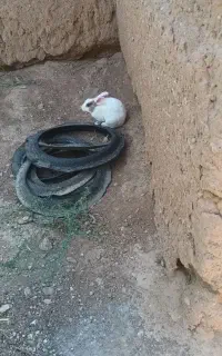 فروش خرگوش