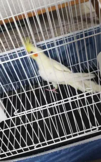 طوطی عروس هلندی درشت مکمل خورده