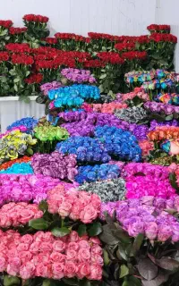 فروش انواع گل رز