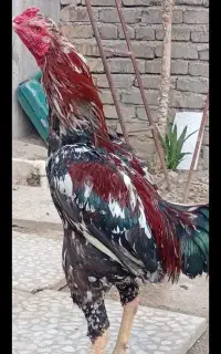 خروس لاری
