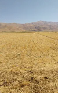 فروش کاه گندم جو دیم