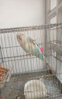 طوطی برزیلی