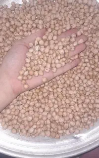 نخود تازه