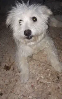 سگ پشمالو