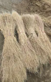 جاروسیخی