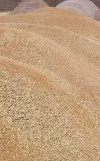 کندم جو