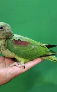 معاوضه با پرنده