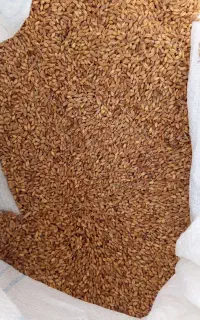 گندم فروشی