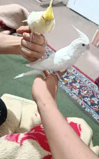 جفت عروس هلندی خاص