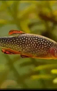 ماهی گوپی و رازبورا گلکسی و میگو
