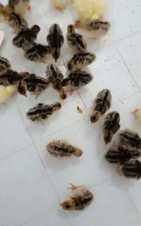جوجه بوقلمون