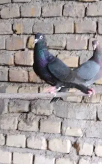 زاجر