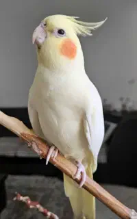 عروس هلندی گمشده
