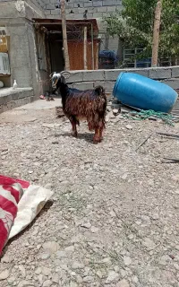 یک بز شکم اول چاق
