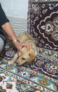 سگ ماده مینیاتوری حامله فوری ۱۵۰۰