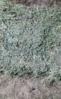 فروش یونجه خشک