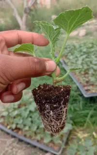 فروش نهال خربزه جانا