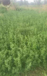 یونجه تازه برش روز و تمیز بدون علف هرز