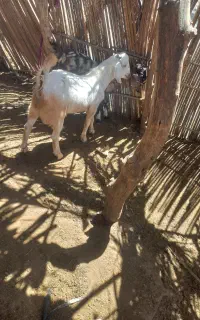 وسایل‌شخصی