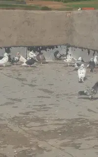 کبوتر پریشی سالم سرحال به فروش میرود