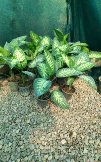 سرای گل و گیاه بشرا