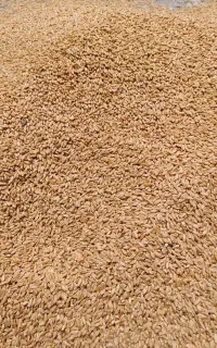 گندم دیمه